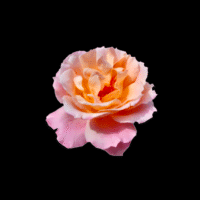 YOGA & CACAO CEREMONY